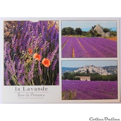 CP de Provence, la Lavande
