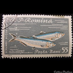 Roumanie 01744 Alose 55 Bani de 1960