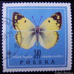 Pologne 01657 papillon Soufré 3.40Zt de 1967