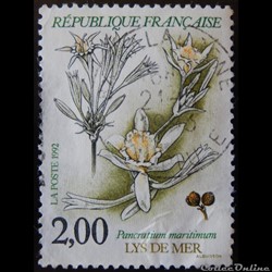 02766 Lys de mer ou Pancratium maritimum 2F
