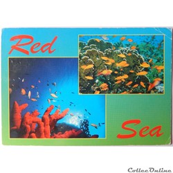 CP d'Egypte, la Mer Rouge