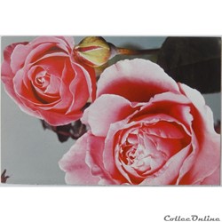 CP Flore, Roses
