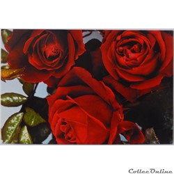CP Flore, Roses rouge