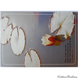 CP Citation biblique, Fleur de nénuphar