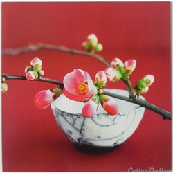 CP Flore, Cerisier du Japon