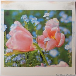 CP Flore, Tulipes et Myosotis