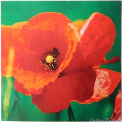 CP Flore, Coquelicot