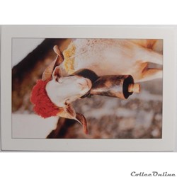 CP Animaux, Transumance
