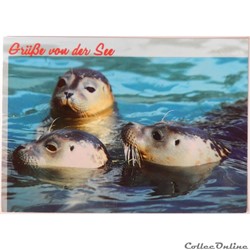 CP Animaux, Phoques