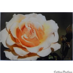 CP Flore, Rose