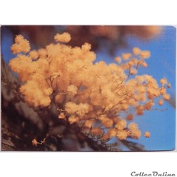 CP Flore, le Mimosas