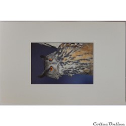 CP Animaux, Hibou