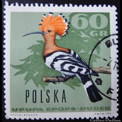 Pologne 01572 Huppe fasciée 60Gr de 1966