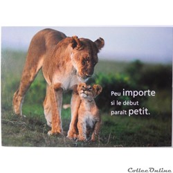 CP Citation, Lionne et lionceau
