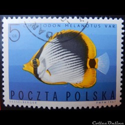 Pologne 01598 Chétodon à dos noir 5Gr de 1967