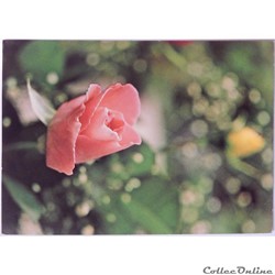 CP Flore, Rose