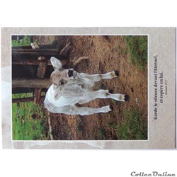 CP Citation biblique, Veau