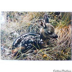 CPA Animaux, Faon