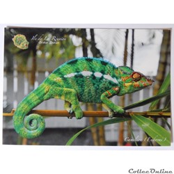 CP de La Réunion, Caméléon