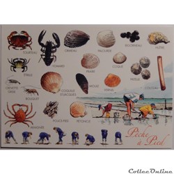 CP Pêche à pied