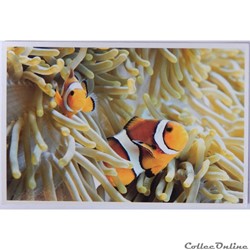 CP Animaux, Poissons Clowns