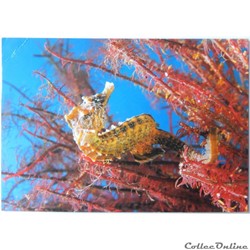 CP Animaux, Hippocampe