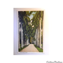 CPA de Hawaï, Palm avenue.