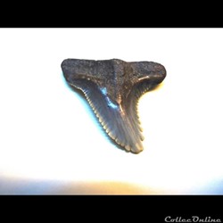 Hemipristis serra miocène d'Anvers