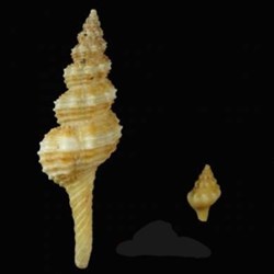 Fusinus pulchellus