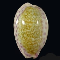 Ovatipsa chinensis variolaria