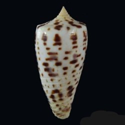 Conus blanfordianus
