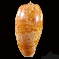 Conus bullatus - (Linnaeus 1758)