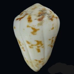 Conus Caracteristicus