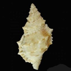 Korrigania awatii