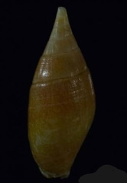 Cancilla acuminata
