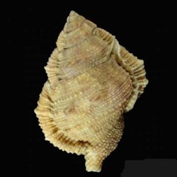 Bursina margaritula