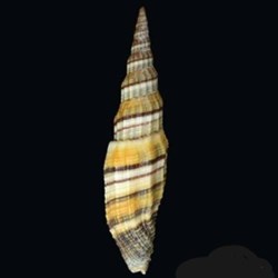 Vexillum citrinum