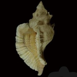 Pterochelus triformis