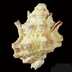 Bursa lamarckii