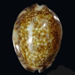 Mauritia depressa