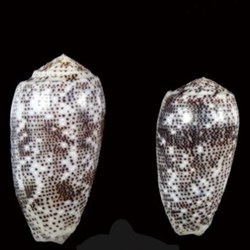 Conus stercusmuscarum
