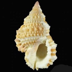 Bursa granularis