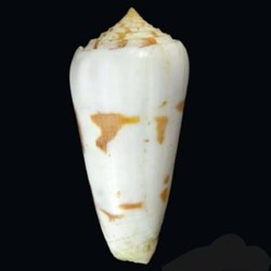 Conus gubernator