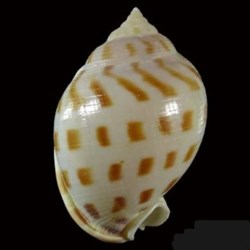 Semicassis bisulcata booleyi