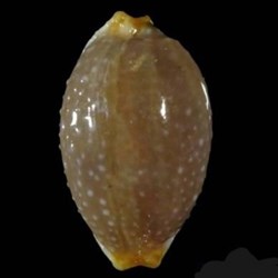Staphylaea staphylaea