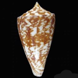 Conus amadis