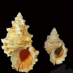 Tutufa rubeta - (Linnaeus 1758)