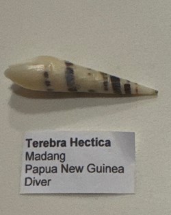 Terebridae Terebra Hectica