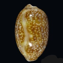 Macrocypraea cervus