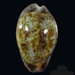 Zonaria zonaria